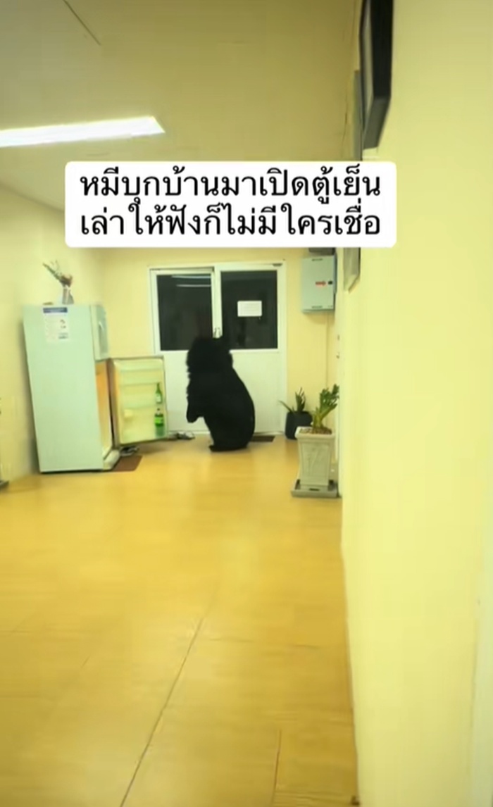 หมีควาย