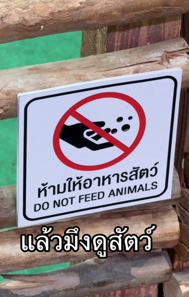 ให้อาหารสัตว์