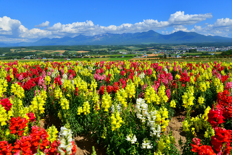 Flower Land Kamifurano ที่เที่ยวฮอกไกโด 