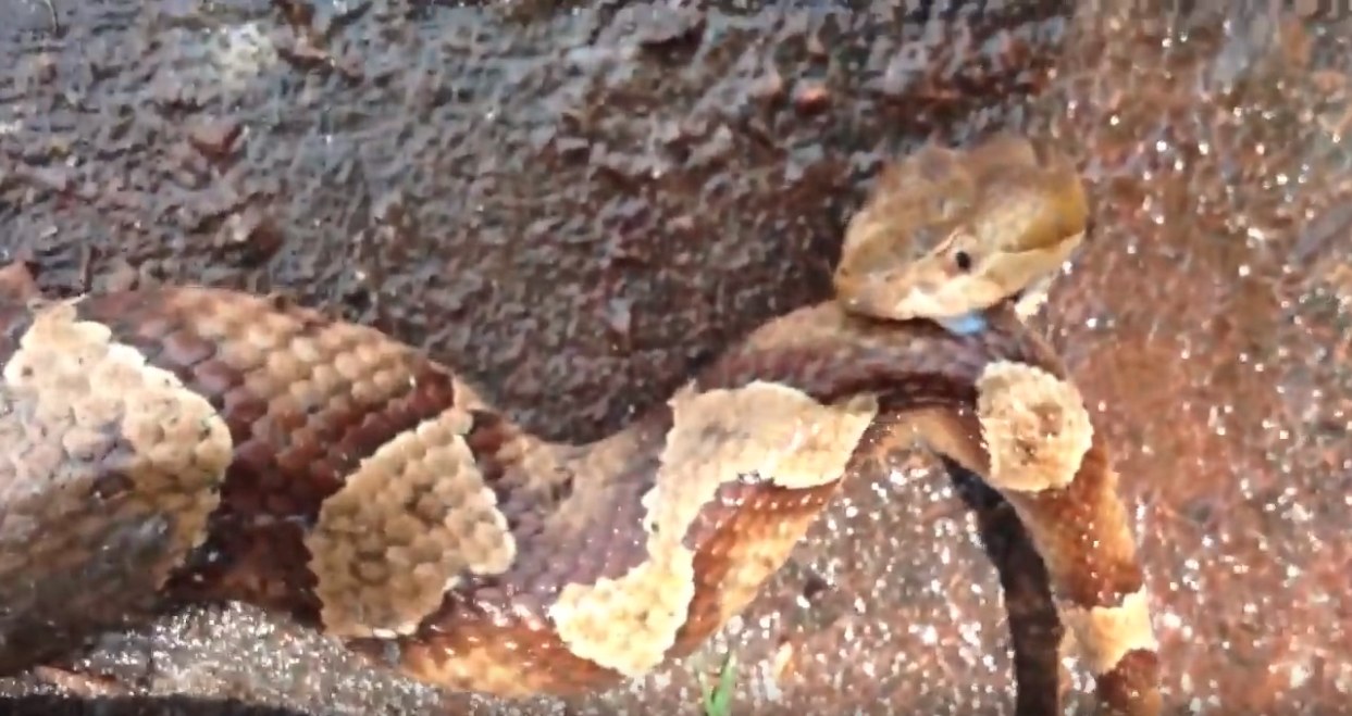 งูกัดหางตัวเอง