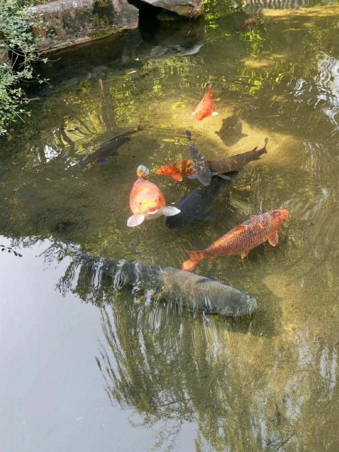 ปลาคาร์พ