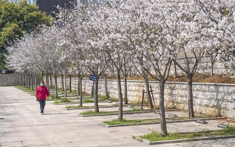 ซากุระ 2020