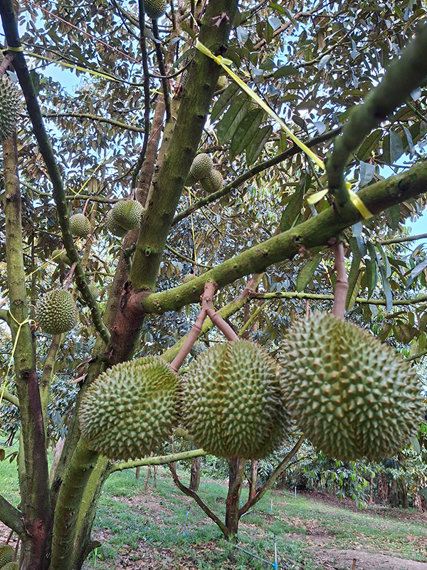 สวนผลไม้จันทบุรี 2569 สวนรินรดี