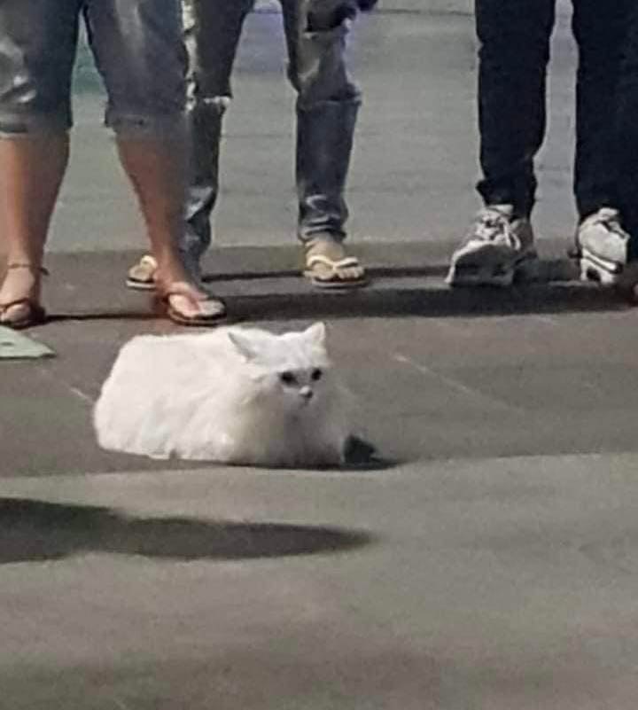เอาแมวไปปล่อย