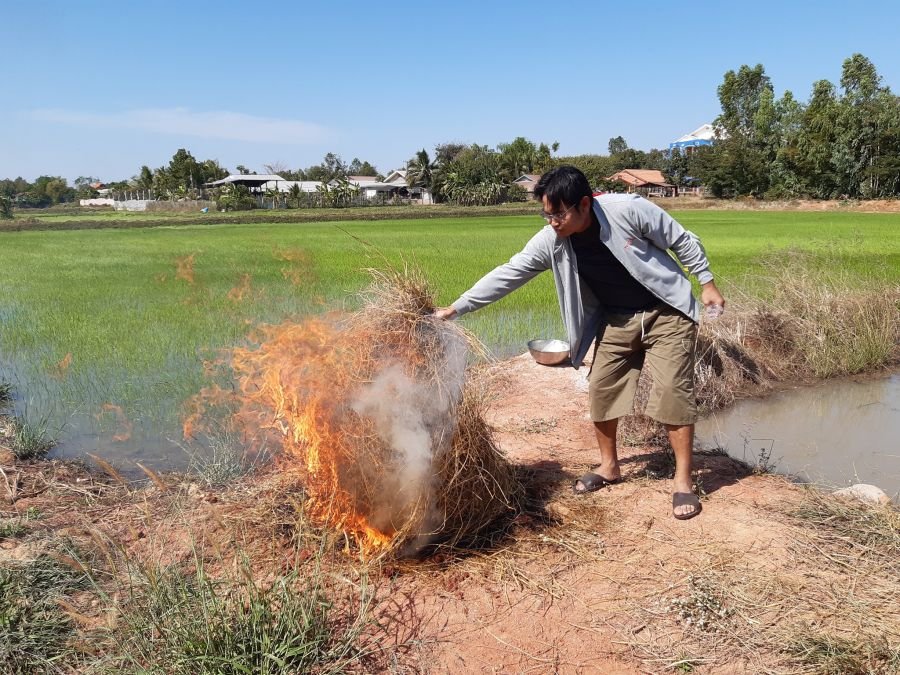 ไก่อบฟาง