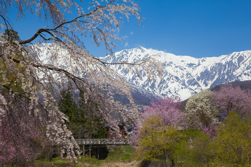 ฮาคุบะ (Hakuba) ญี่ปุ่น สวนสาธารณะโออิเดะ