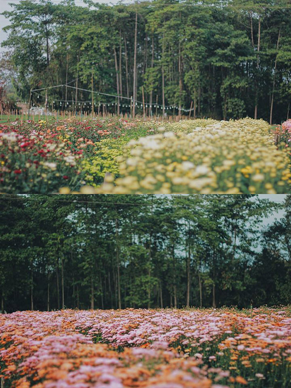 สวนดอกไม้สิทธิกร จ.อุดรธานี