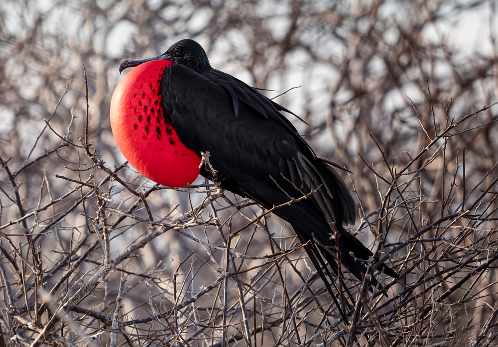 นกโจรสลัดใหญ่