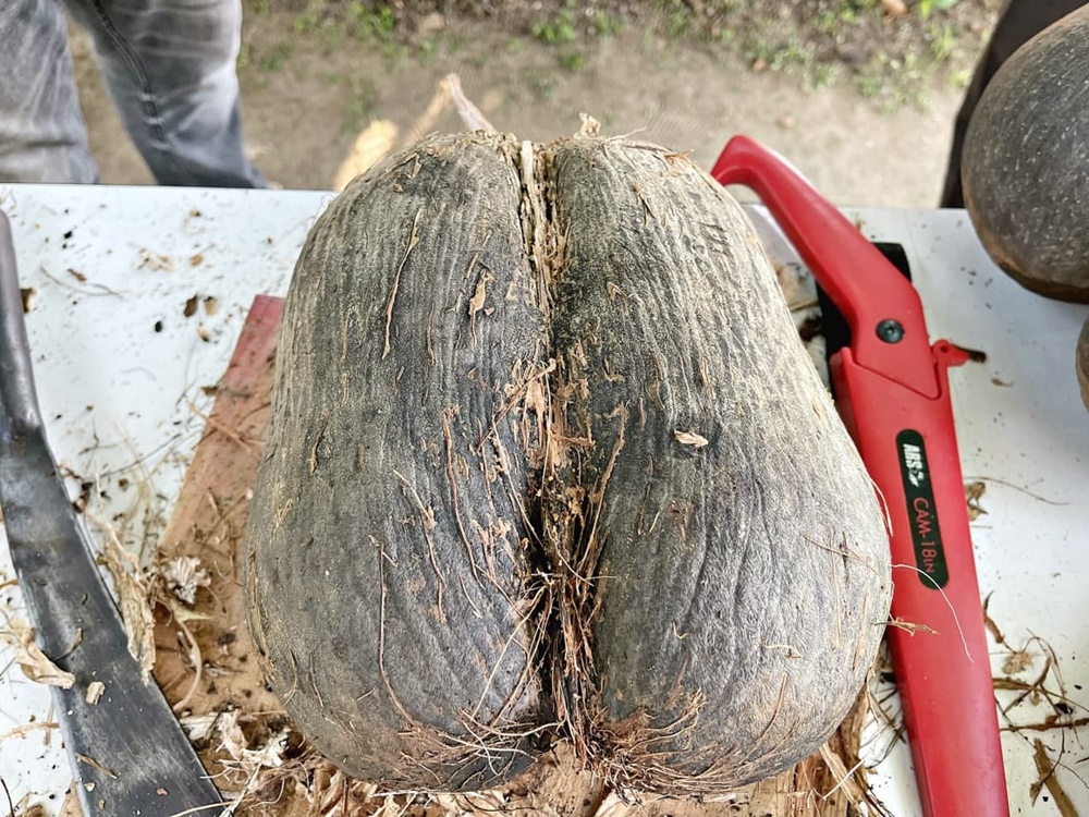 สวนนงนุช