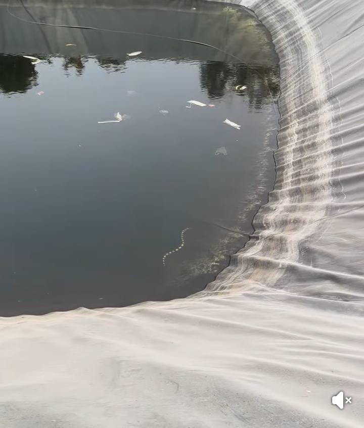 งูสามเหลี่ยม