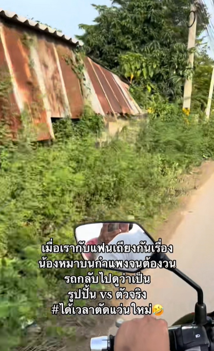 หมาบนกำแพง