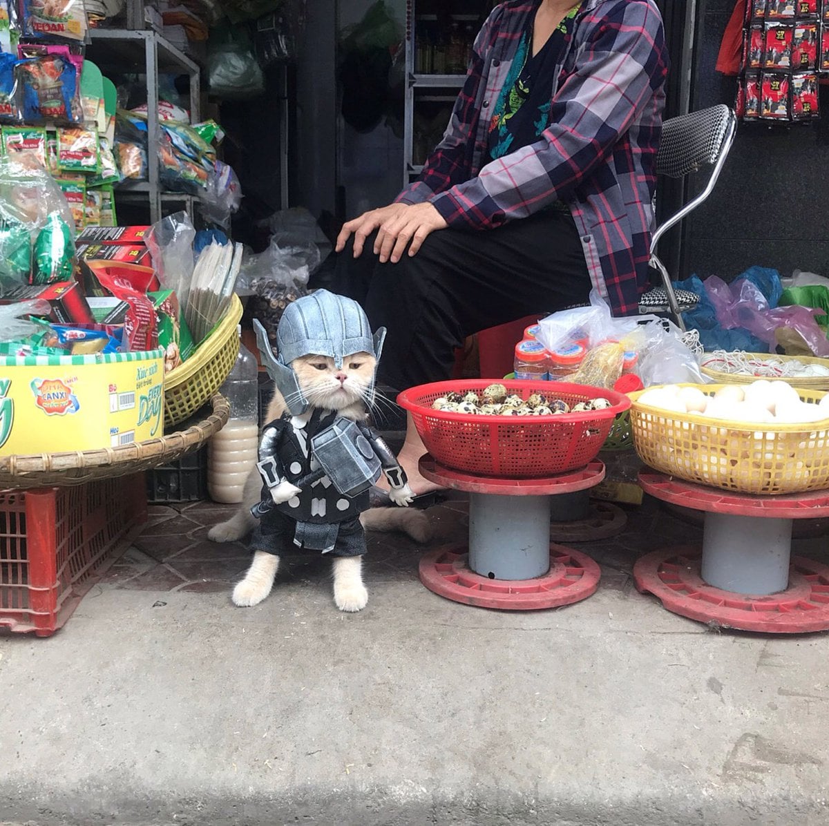 แมวแต่งคอสเพลย์
