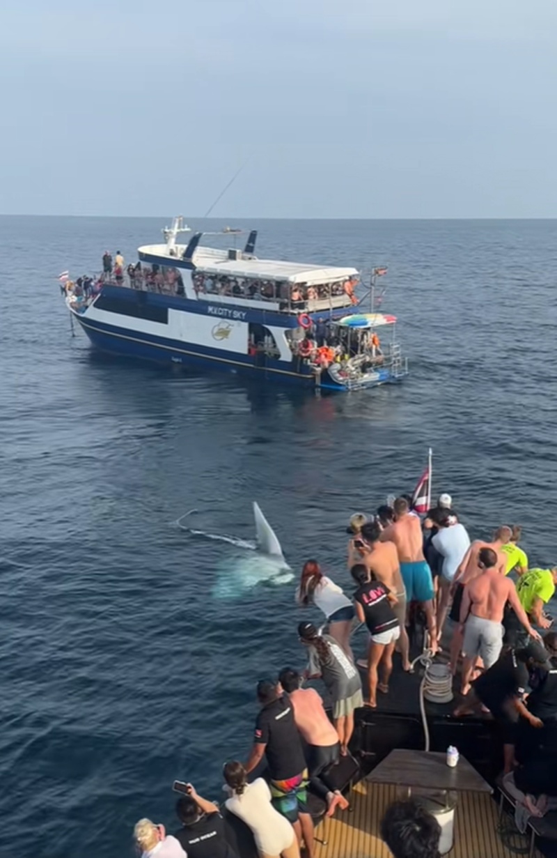 ปลากระเบน