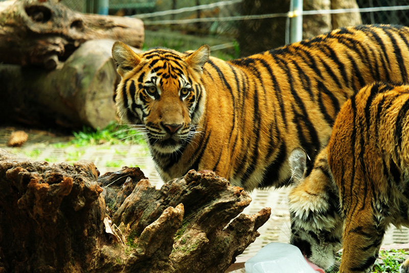 Tiger Kingdom จังหวัดภูเก็ต