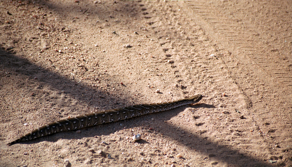 งูพัฟฟ์แอดเดอร์