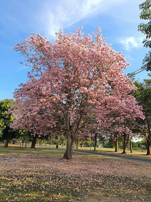 ชมพูพันธุ์ทิพย์ กำแพงแสน 2563