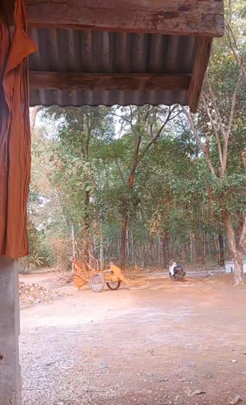 เณรน้อย