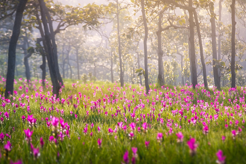 ที่เที่ยวเดือนมิถุนายน