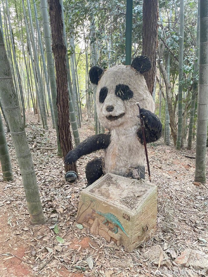 หมีแพนด้า