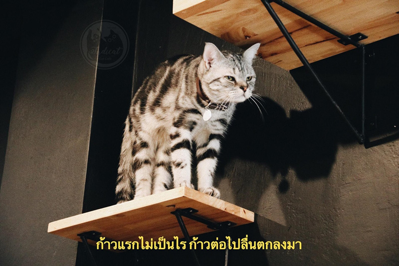 Meme แมว