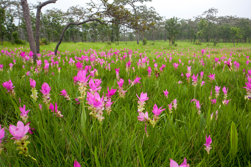อุทยานแห่งชาติป่าหินงาม ที่เที่ยวหน้าฝน