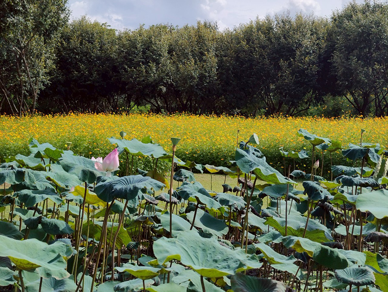 ทุ่งคอสมอส สวนรถไฟ