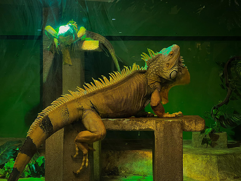 สวนสัตว์พาต้า