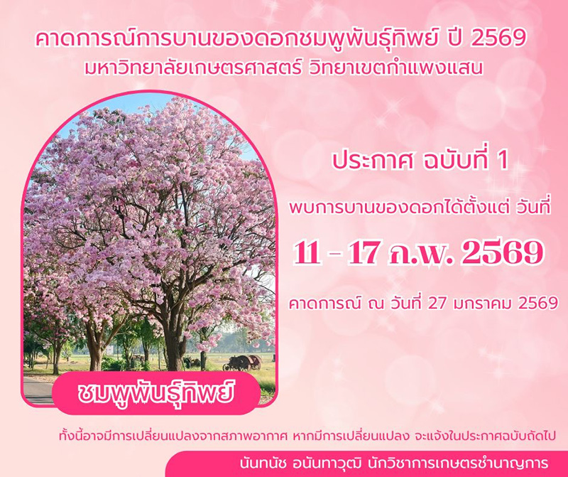 ชมพูพันธุ์ทิพย์ ม.เกษตรฯ กำแพงแสน 2569