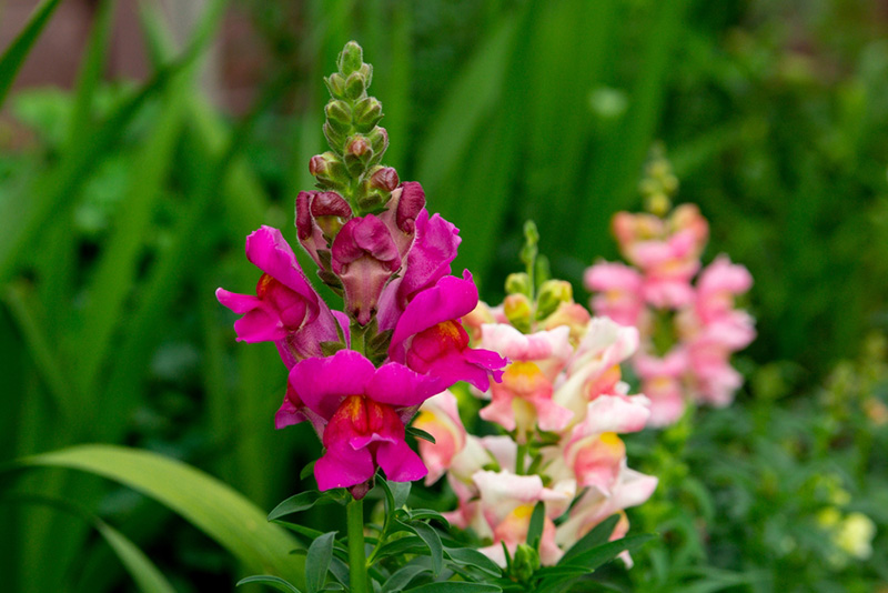 ดอกลิ้นมังกร ดอกไม้ประจำราศีธนู