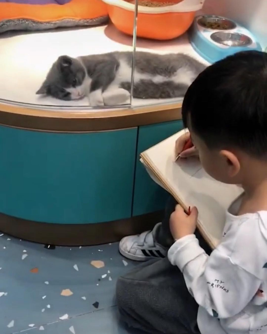 วาดรูปแมว