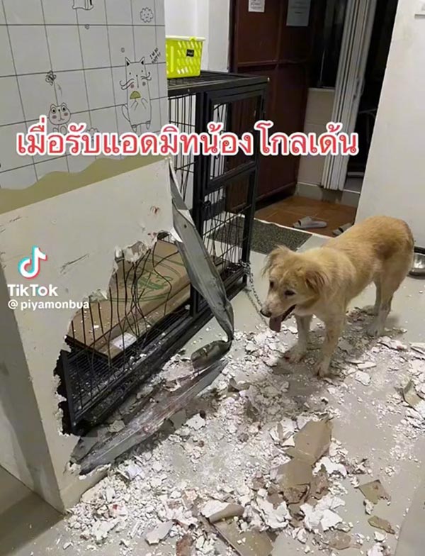 โกลเด้น รีทรีฟเวอร์