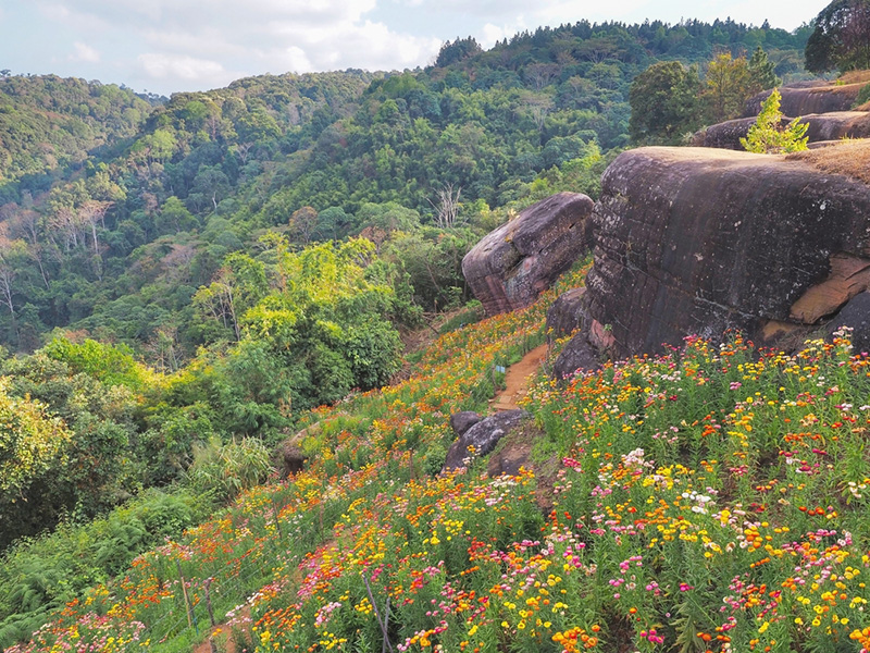 ทุ่งดอกกระดาษ อุทยานแห่งชาติภูหินร่องกล้า จังหวัดพิษณุโลก