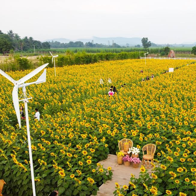 ทุ่งทานตะวัน กาญจนบุรี