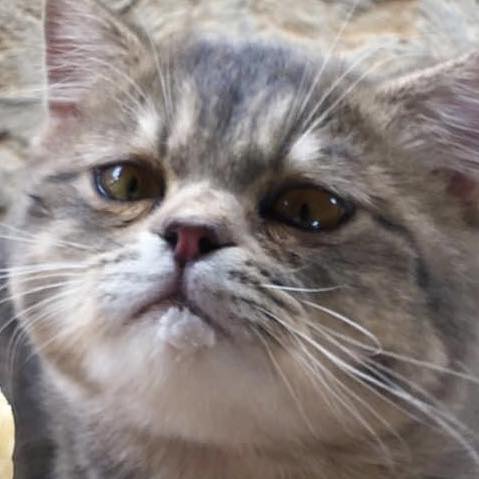 แมวหิว