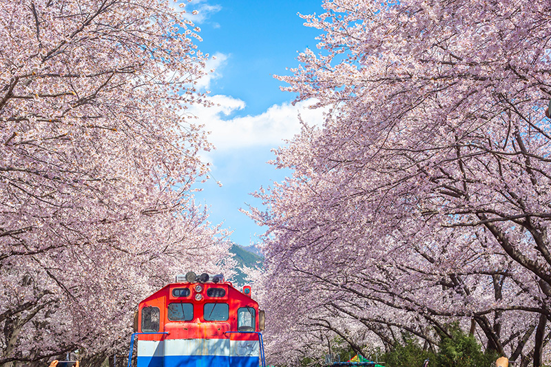 พยากรณ์ดอกพ็อดกด เกาหลี 2026