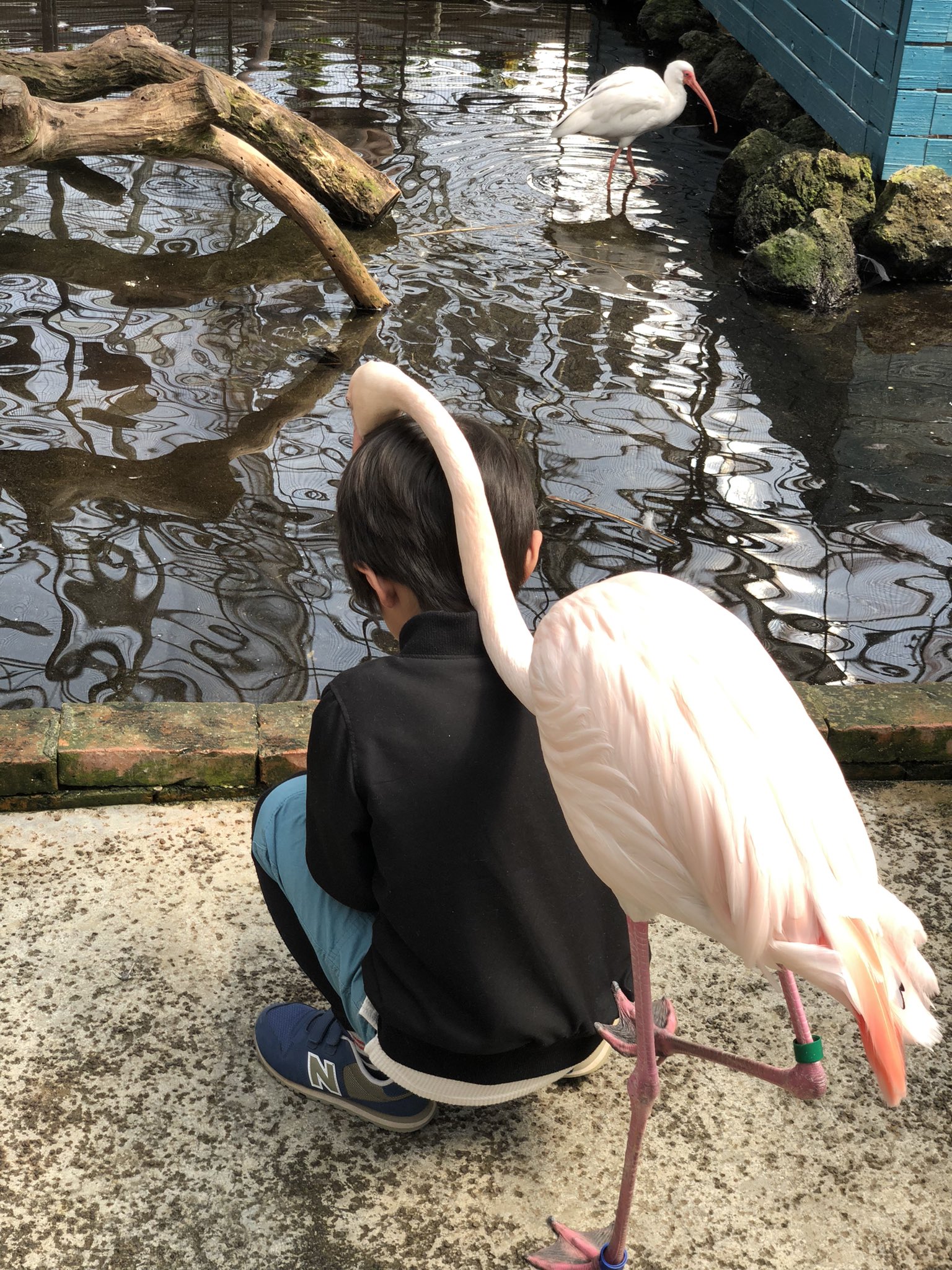 ฟลามิงโก