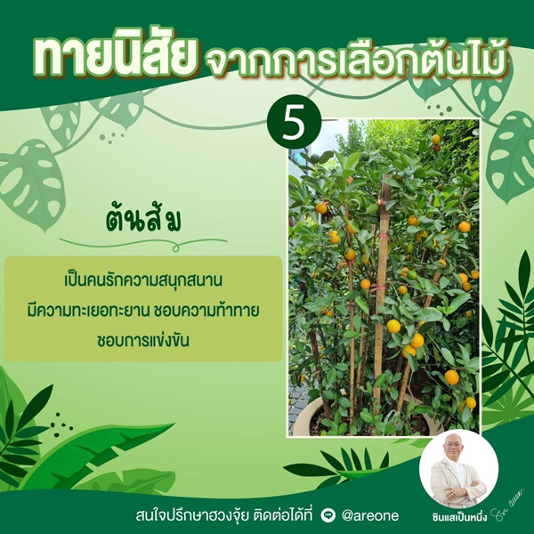 ต้นส้ม