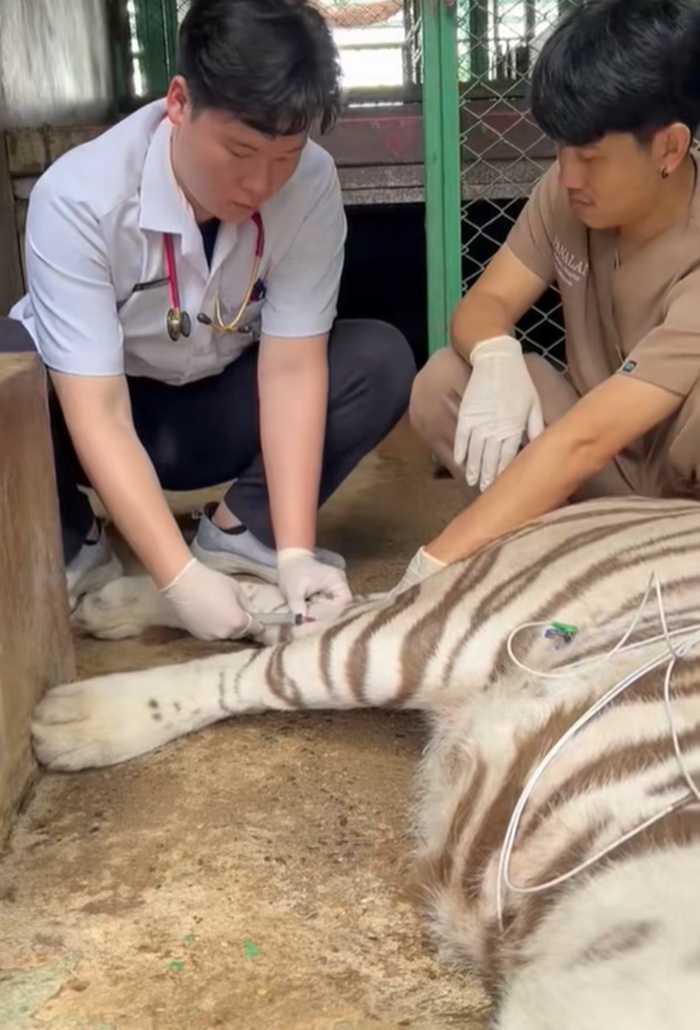 ฉีดยาเสือ