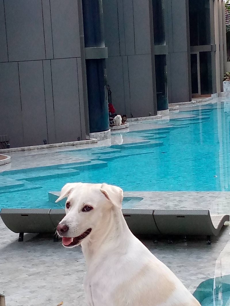 น้องดิ๊กกี้