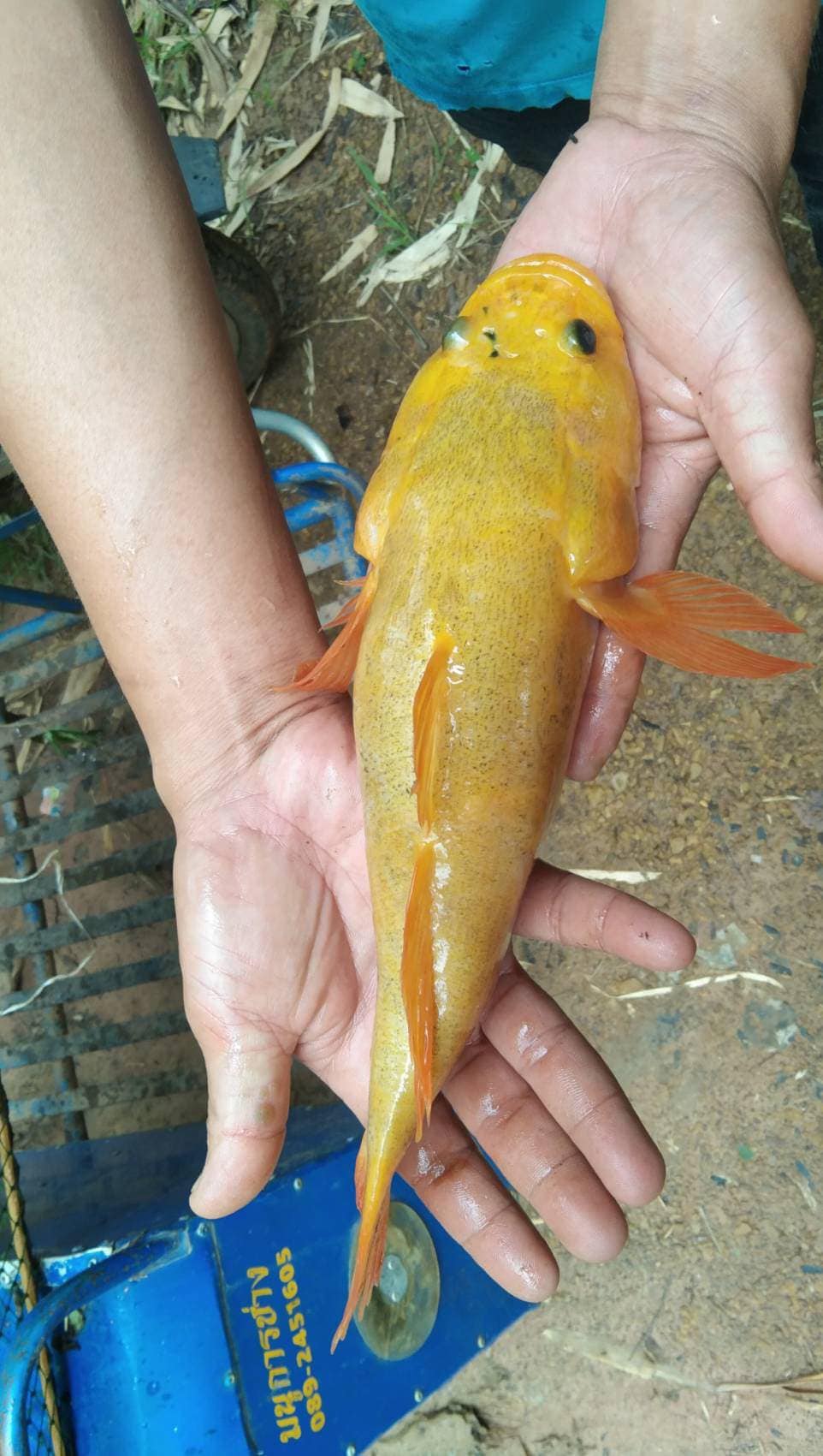 ปลาบู่ทอง