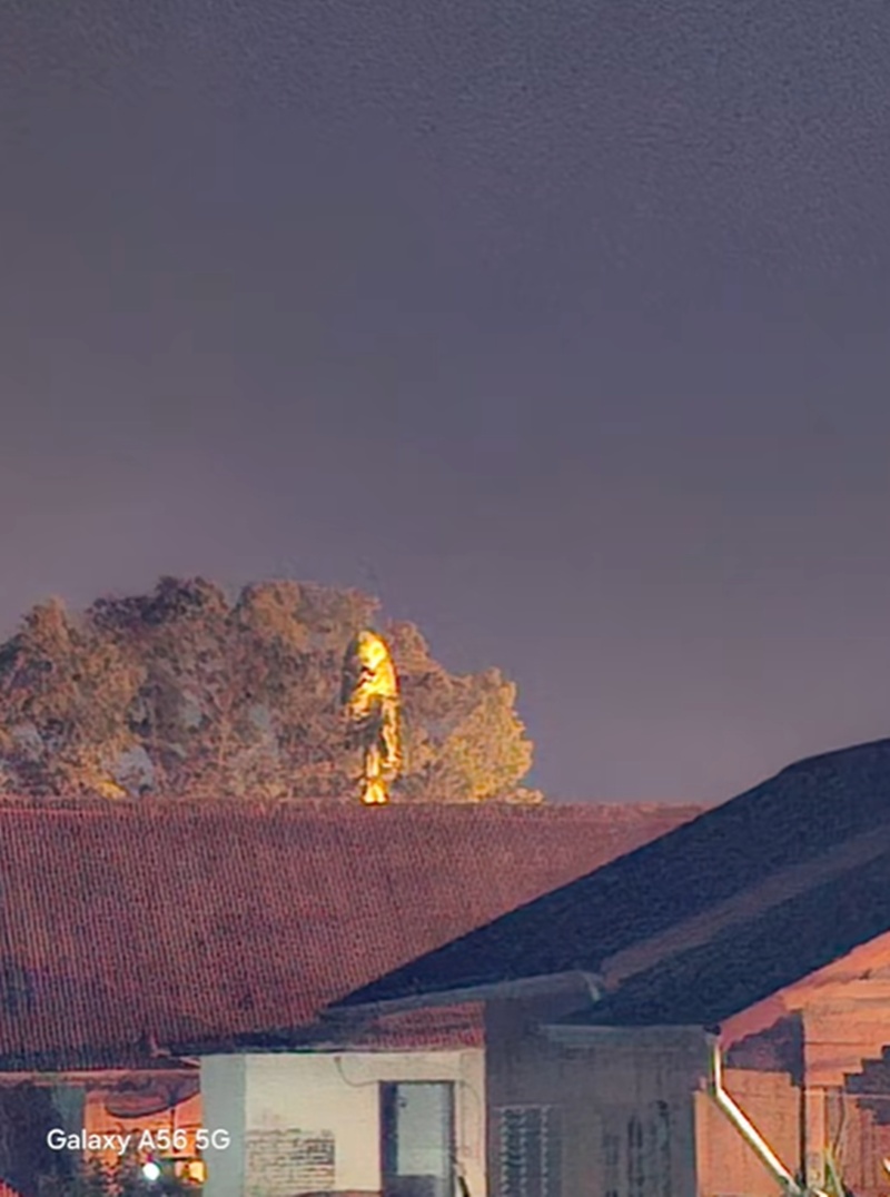 นกเค้าแมว