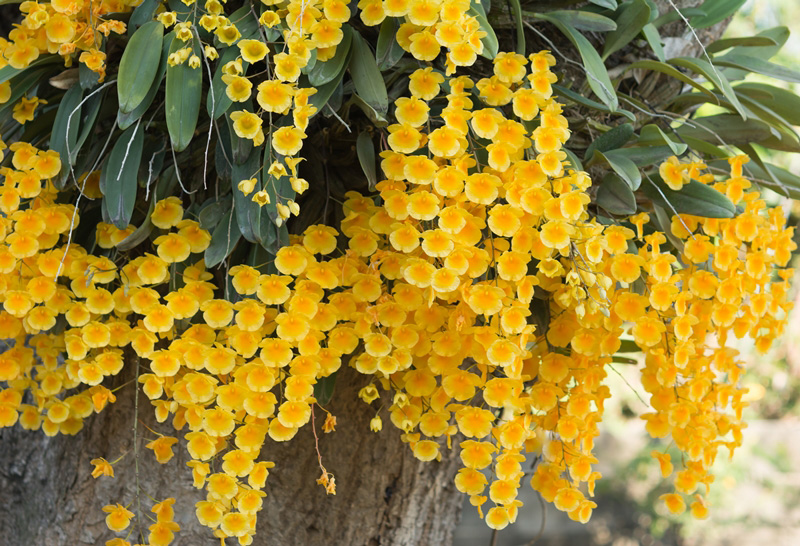 ไม้ดอกมีกลิ่นหอมอ่อน ๆ ดอกเอื้องผึ้ง