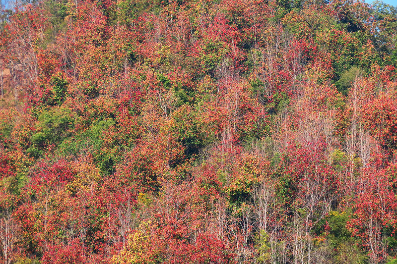 ป่าเปลี่ยนสี อุทยานแห่งชาติคลองลาน 2569