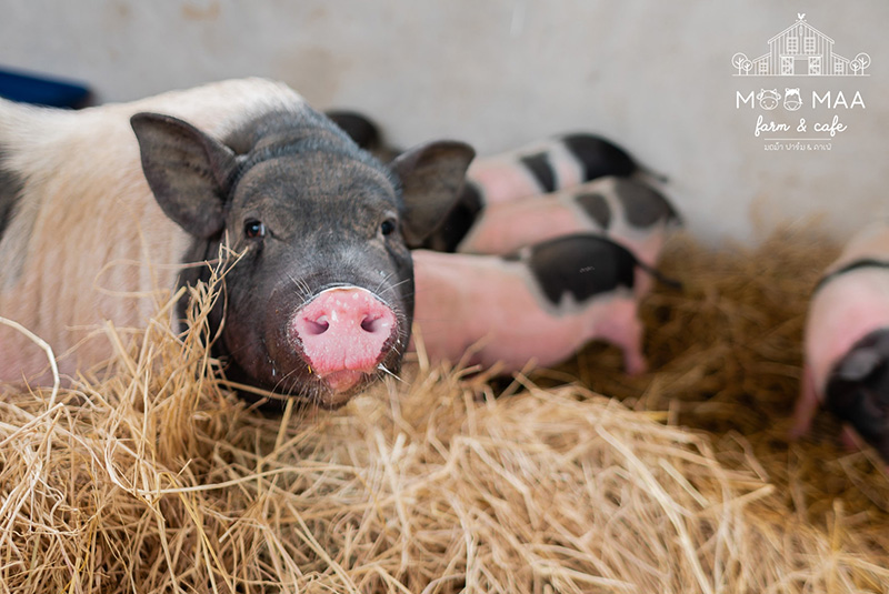 ร้านคาเฟ่สัตว์