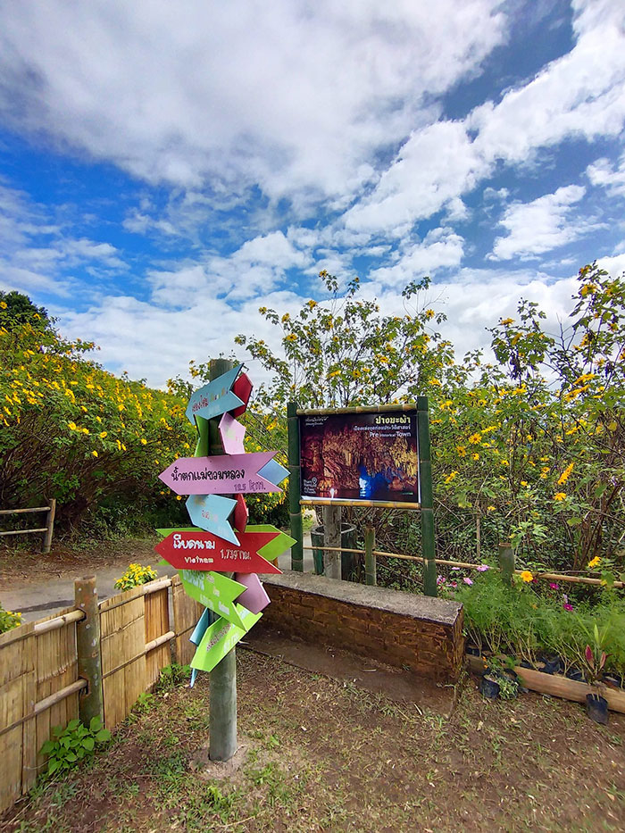 ทุ่งดอกบัวตอง 2564