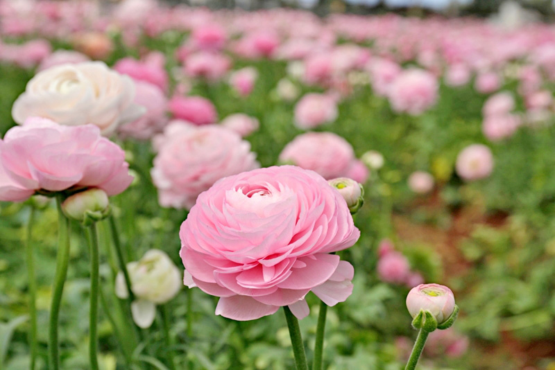 รานังคูลัสสีชมพู