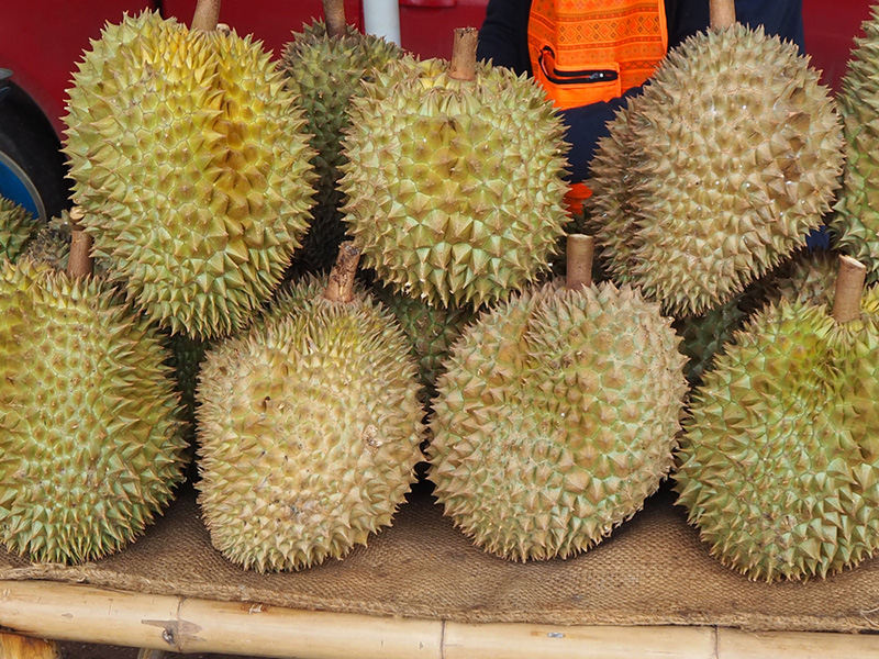 ทุเรียนปราจีนบุรี 2566