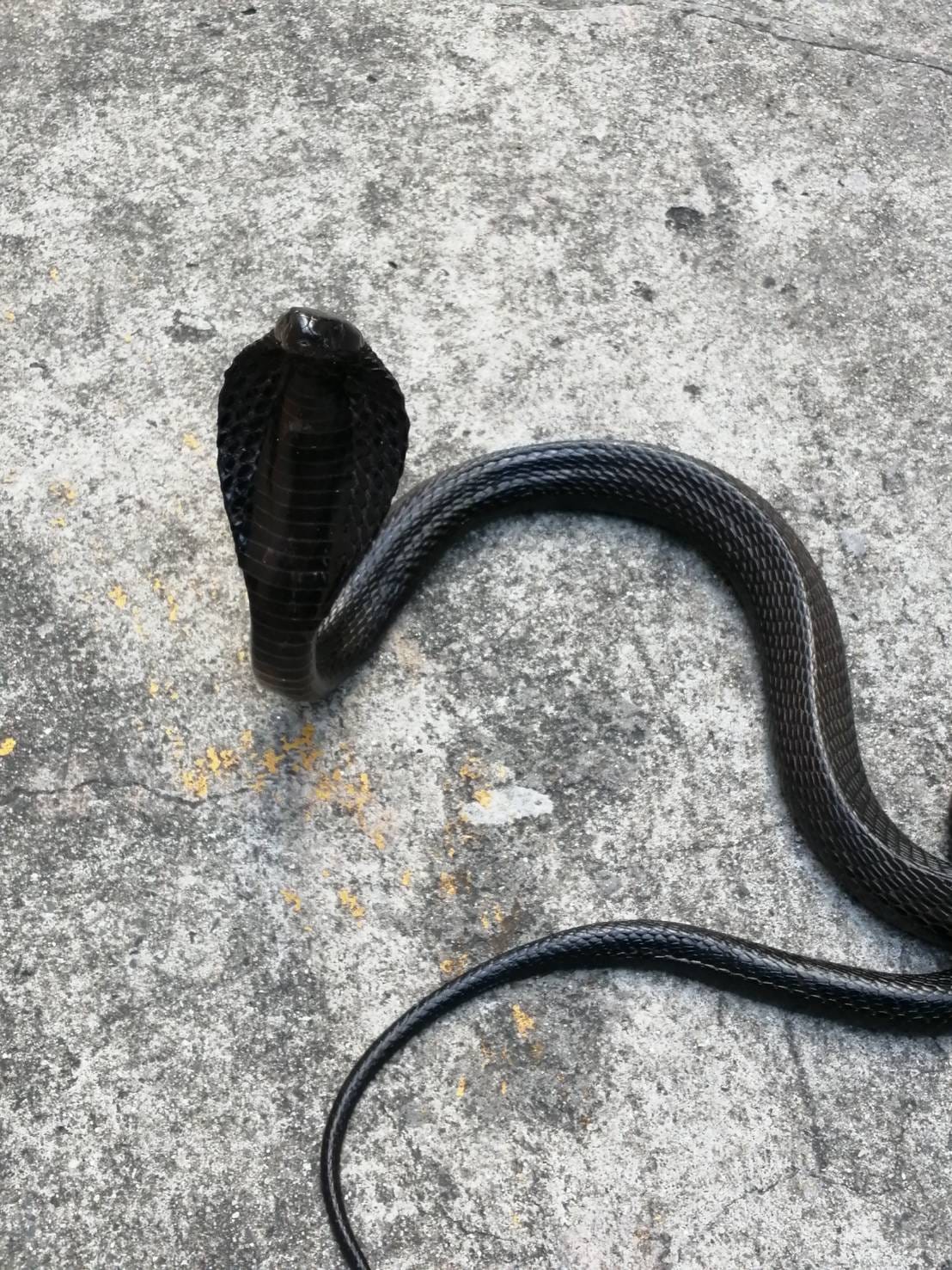 งูเห่าสีดำ