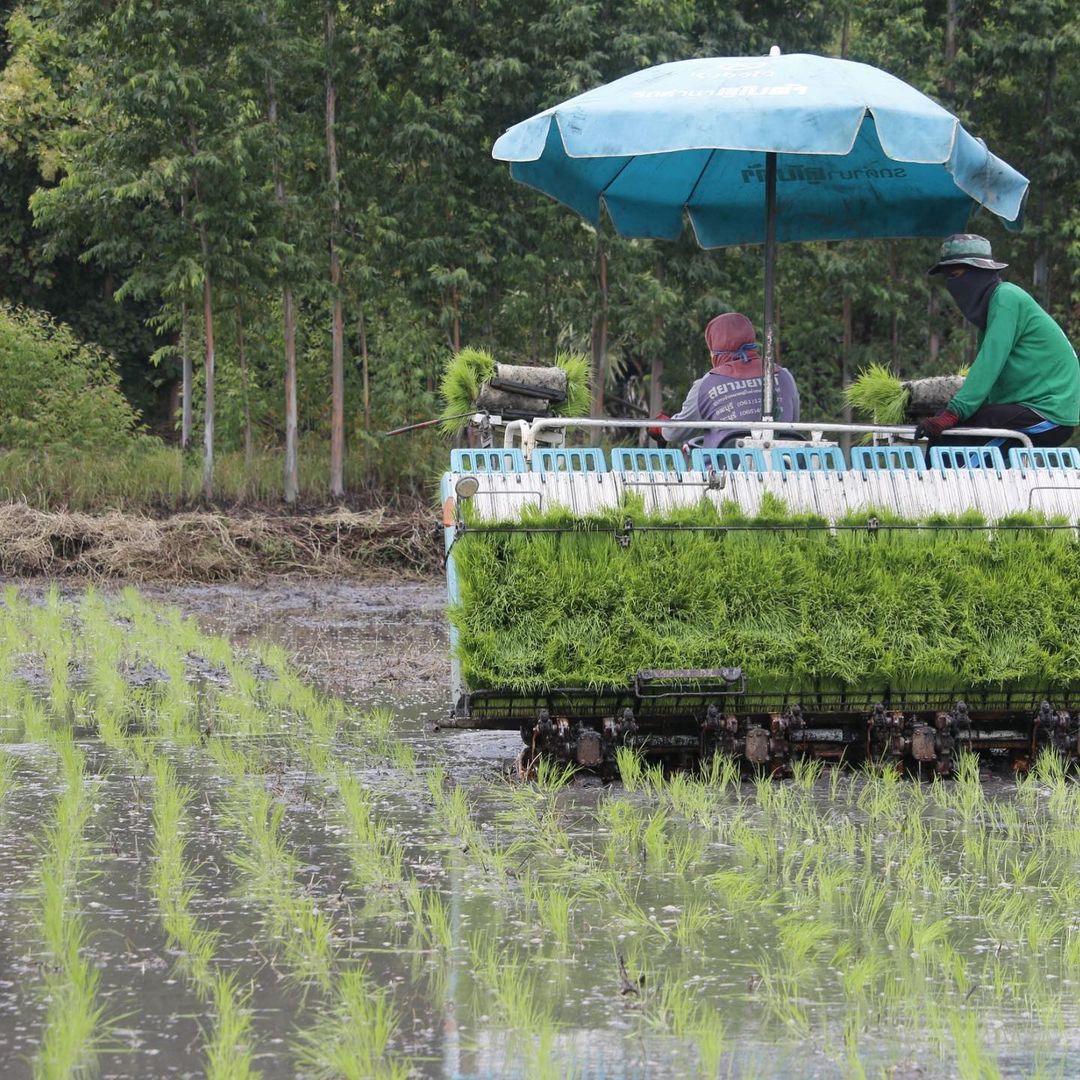 ไร่เบญจรงคกุล