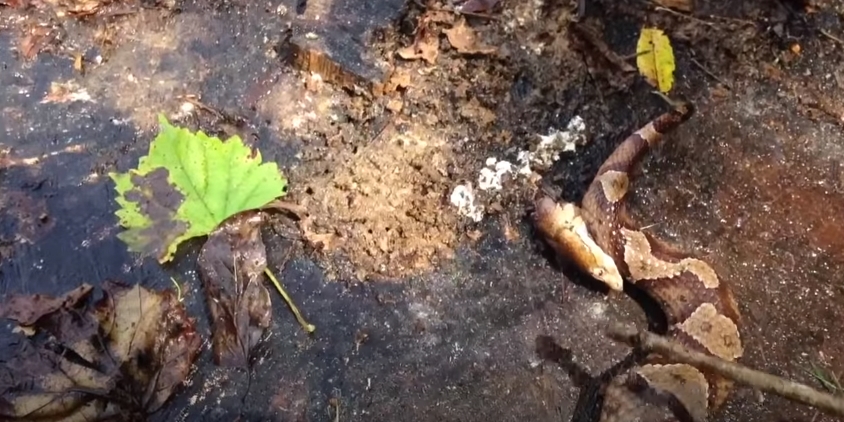 งูกัดหางตัวเอง